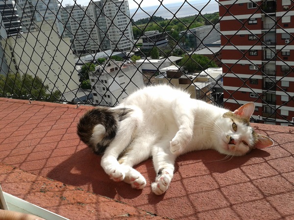 Proteccion de red en ventana para gatito